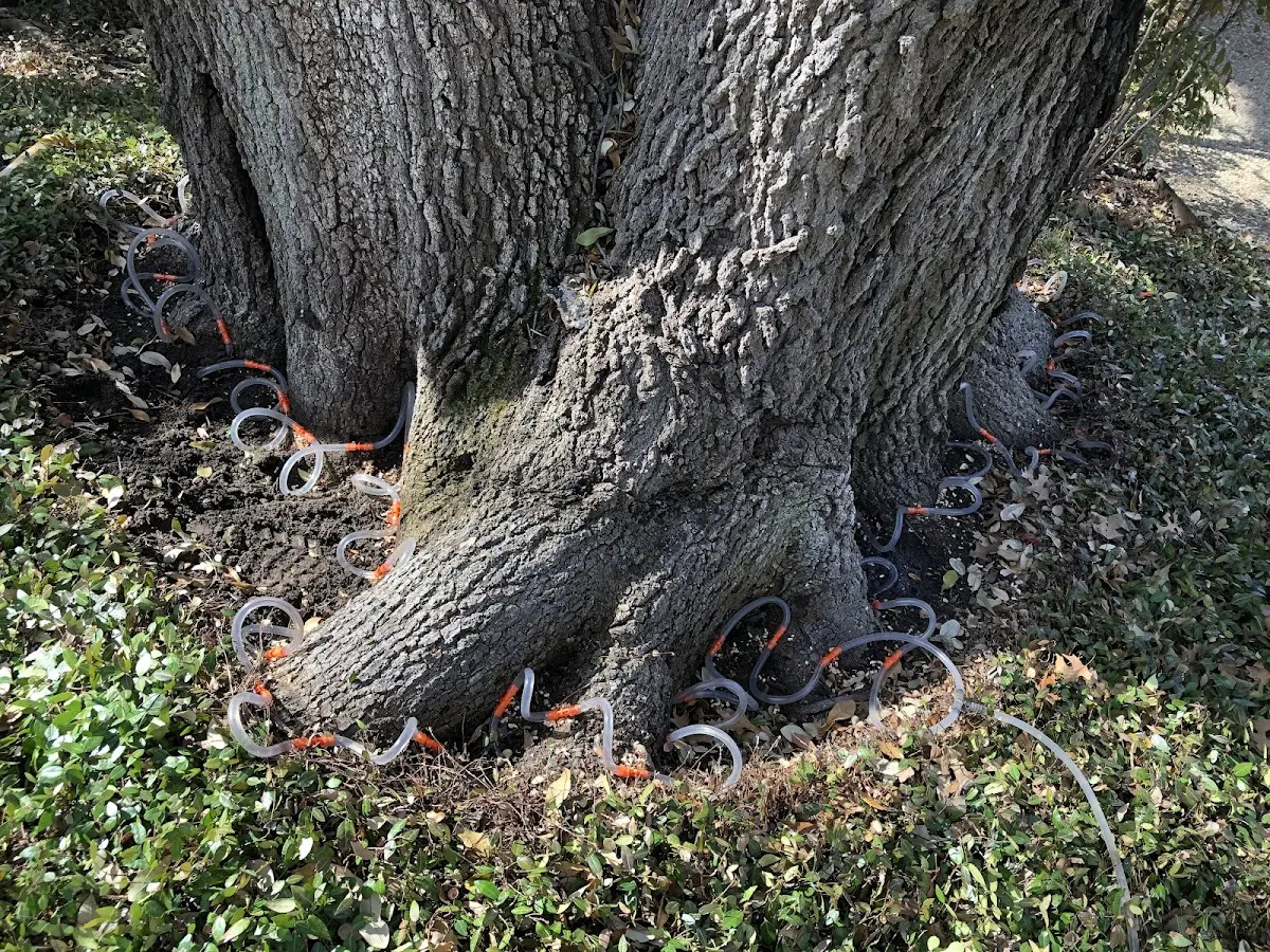 Detailed Tree Cabling and Bracing job site in Sartell