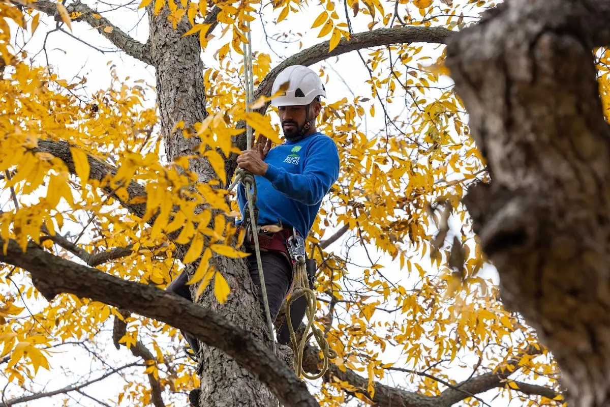 Skilled Tree Transplanting crew working in Sartell