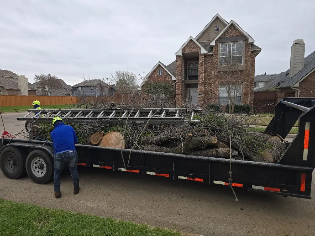 Expert Tree Removal with proper safety equipment in Sartell